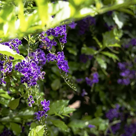 Bed and breakfast Pampalone - In Dimora Storica