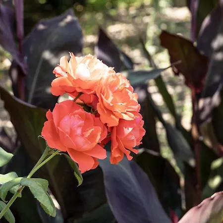 Bed and breakfast Pampalone - In Dimora Storica 3*