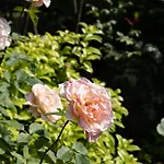 Pampalone - In Dimora Storica Bed and breakfast