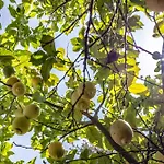 Pampalone - In Dimora Storica Trapani